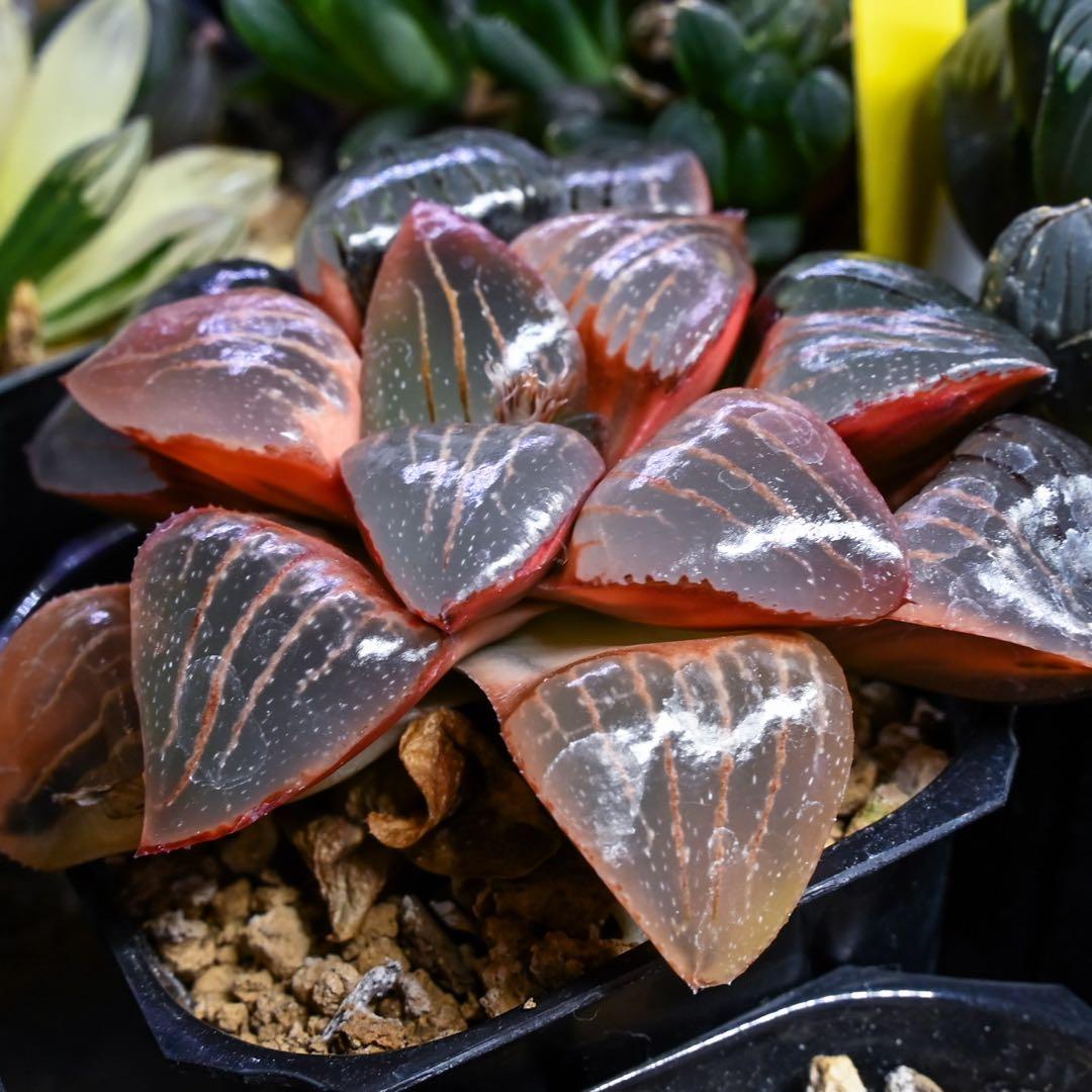 じ*じ様 ハオルチア トロピカルナイト錦 極上斑