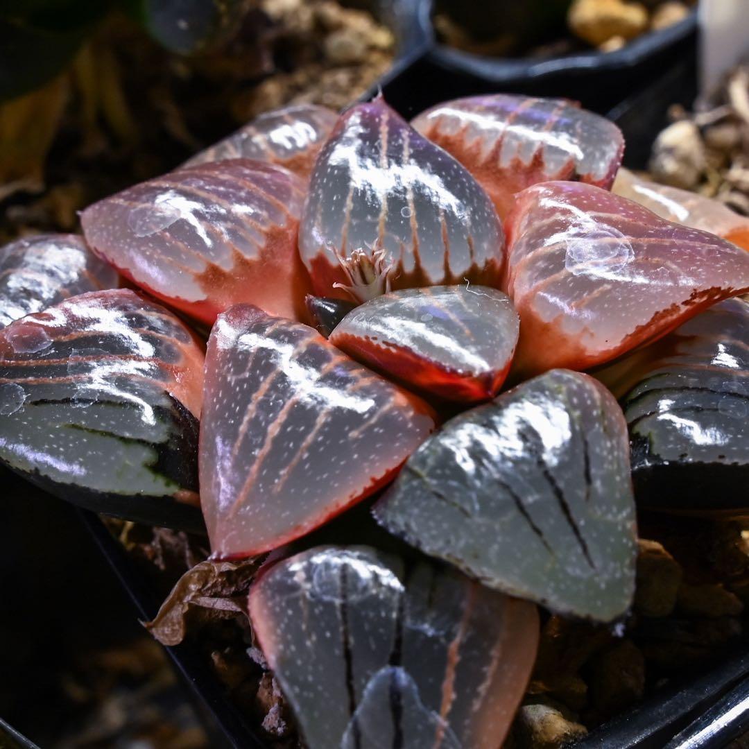 じ*じ様 ハオルチア トロピカルナイト錦 極上斑