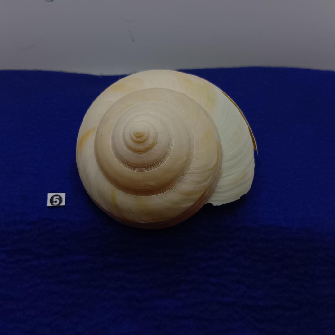 ❺-1貝標本ミナミノオキナエビス（蓋付）