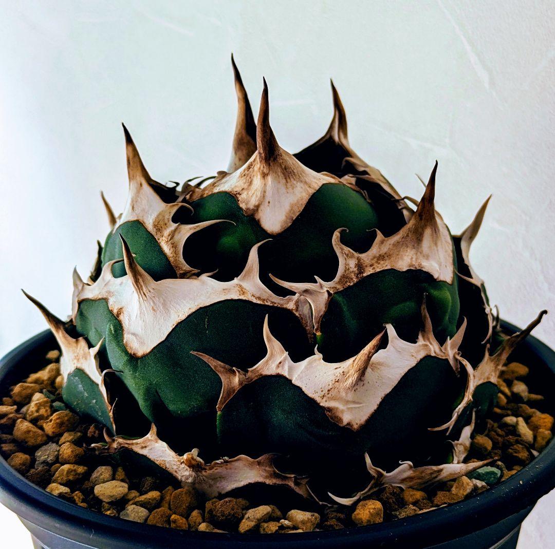 R*O様 アガベ　オアハカ現地球　子株　コヨーテ産