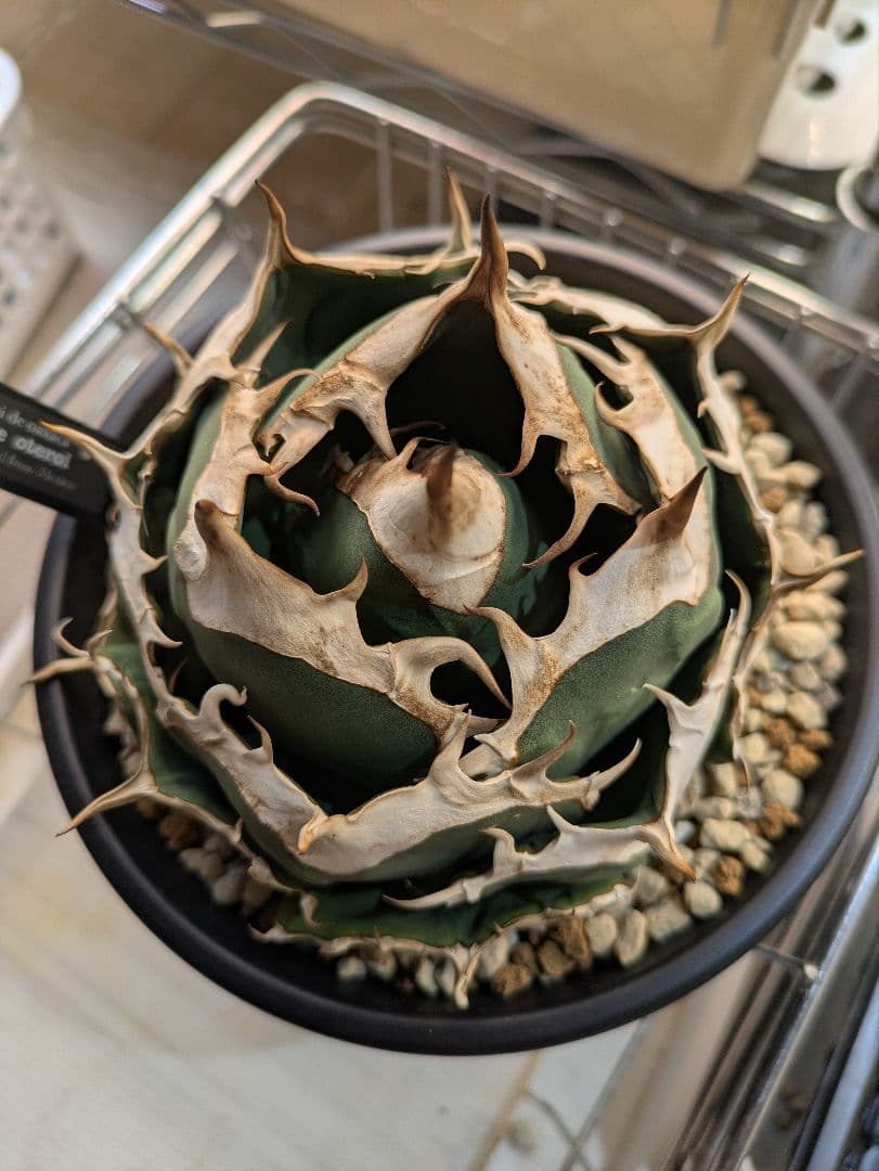 R*O様 アガベ　オアハカ現地球　子株　コヨーテ産