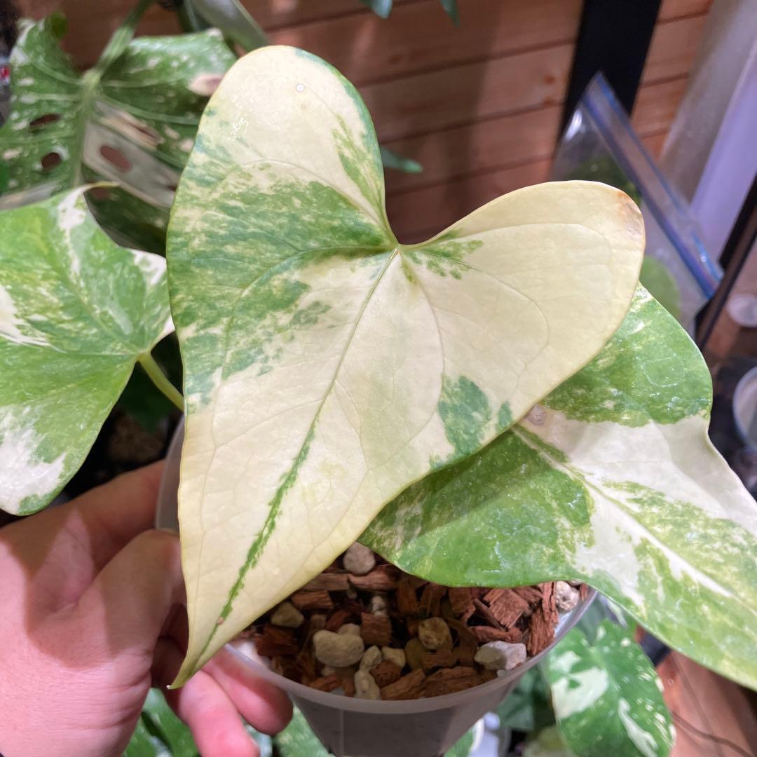 e*m様 超特価スタート　アンスリウム　プテロダクティル斑入り　レア株