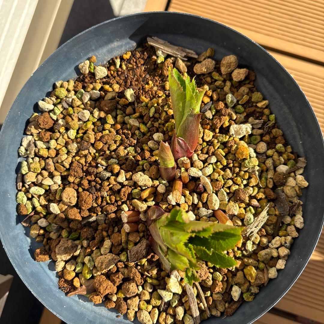 い*さ様 クリスマスローズ　花芽あり