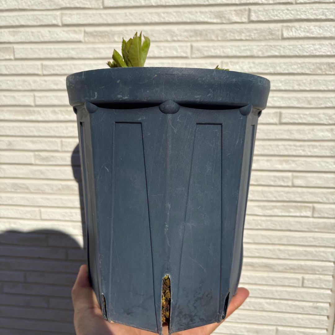 い*さ様 クリスマスローズ　花芽あり