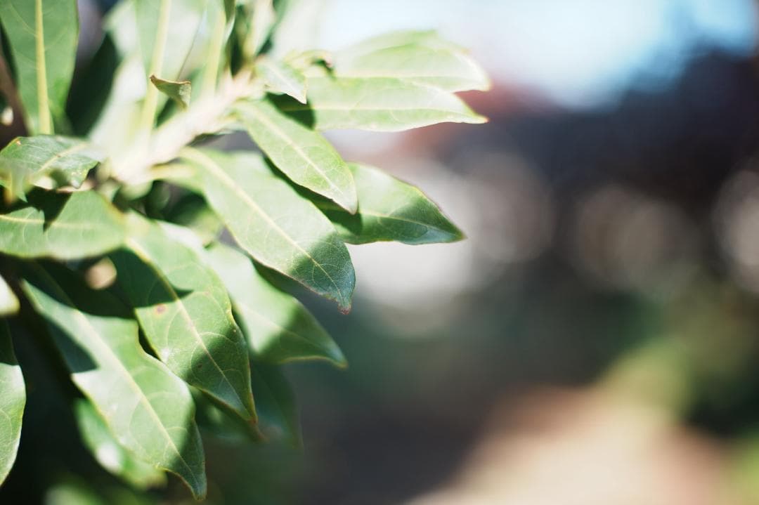 整＆テ済 Carl Zeiss Planar 50mm F1.4 AEJ 027