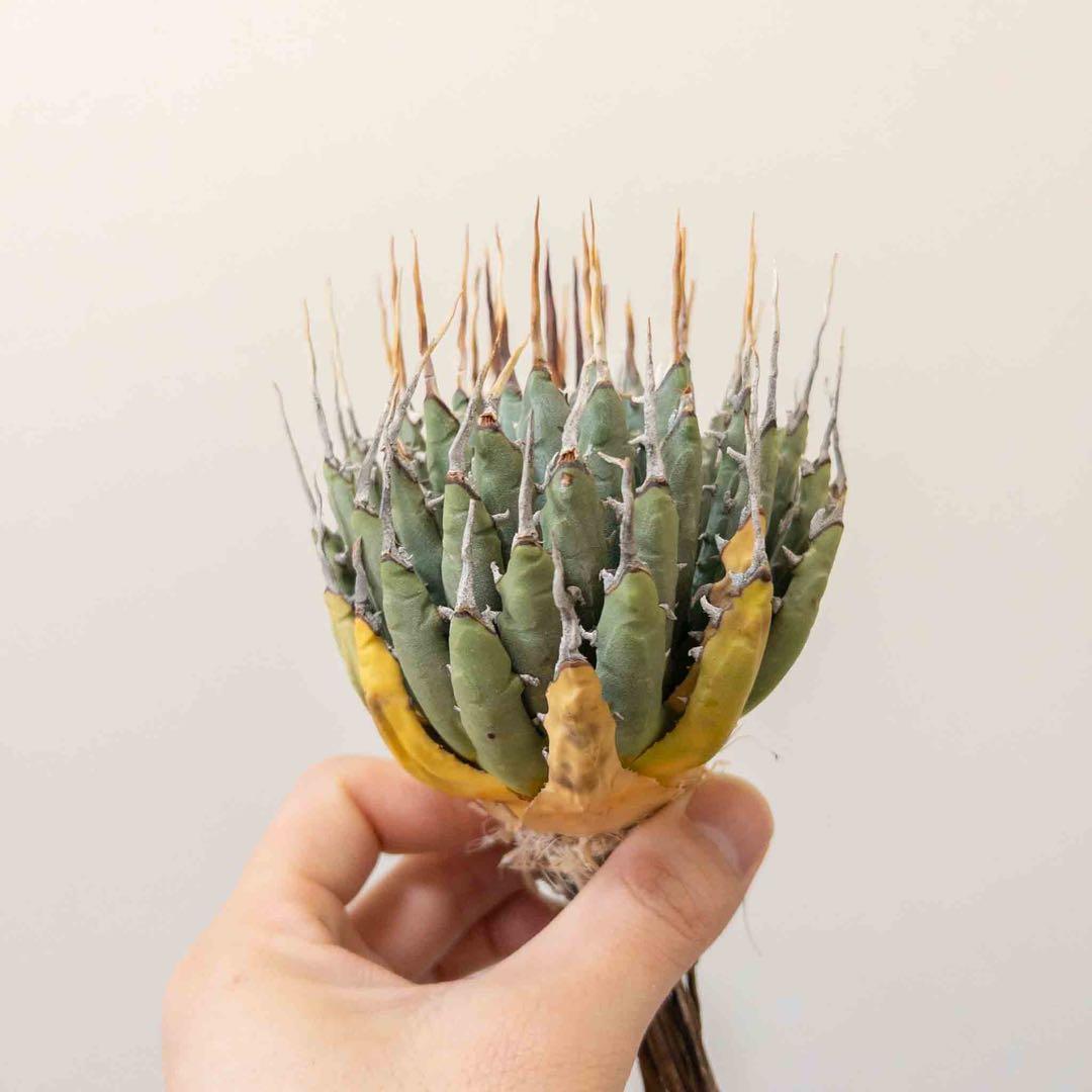 49 ユタエンシス エボリスピナ 現地株 ベアルート 陽炎 アガベ