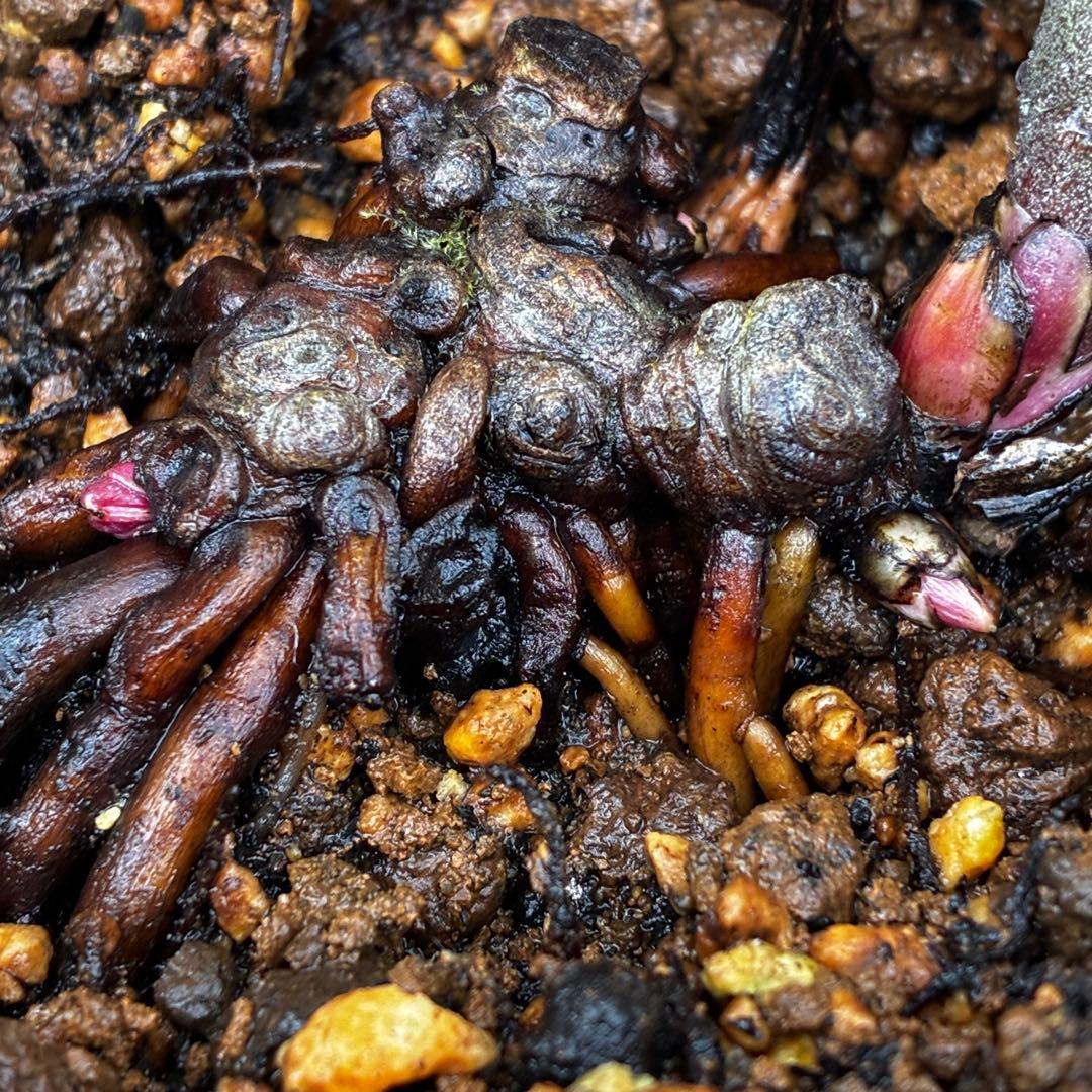 オ*ン様 3459☘️蕾花タグ付☘️超レアBELCHERI⭐️PINK ICE系