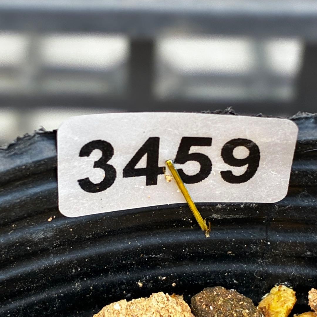 オ*ン様 3459☘️蕾花タグ付☘️超レアBELCHERI⭐️PINK ICE系