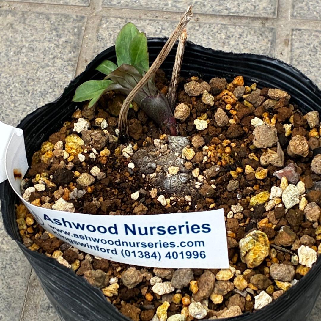 オ*ン様 3459☘️蕾花タグ付☘️超レアBELCHERI⭐️PINK ICE系