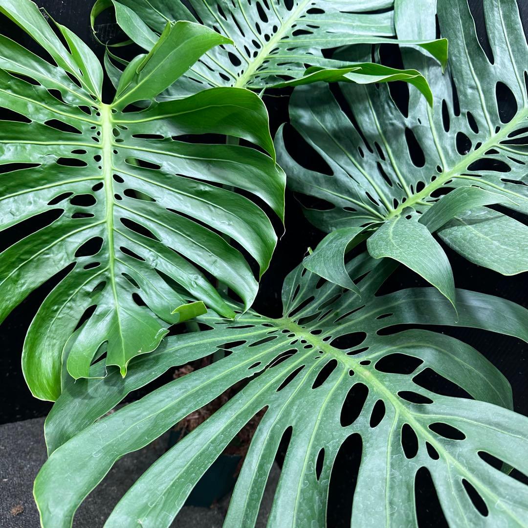 a*i様 モンステラデリシオーサマクロコズム超希少系統鉢植え113㎝レア