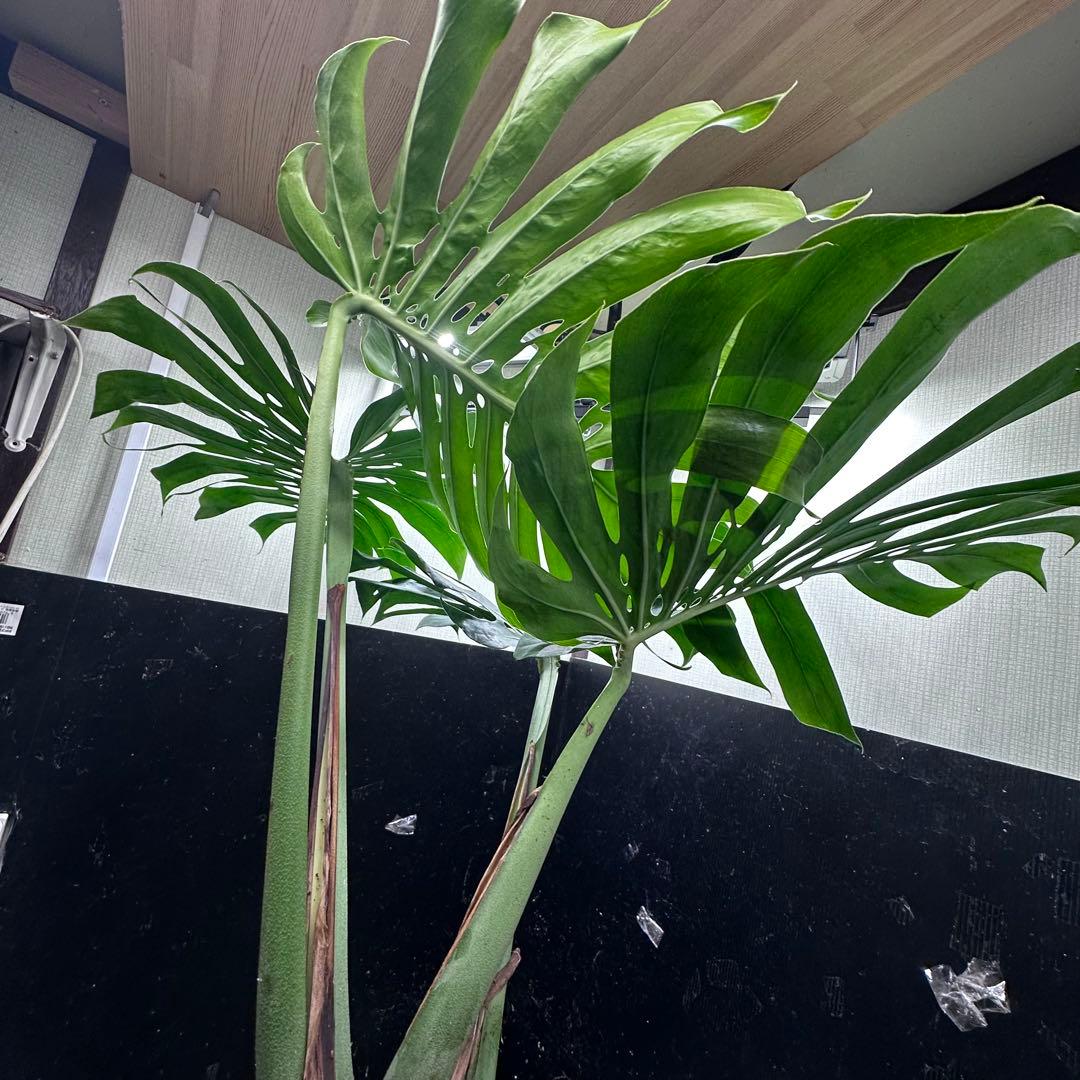 a*i様 モンステラデリシオーサマクロコズム超希少系統鉢植え113㎝レア