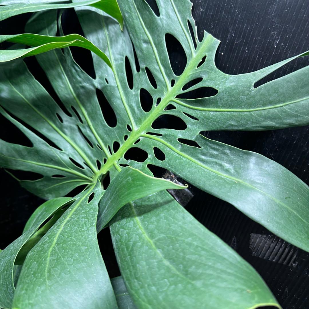 a*i様 モンステラデリシオーサマクロコズム超希少系統鉢植え113㎝レア