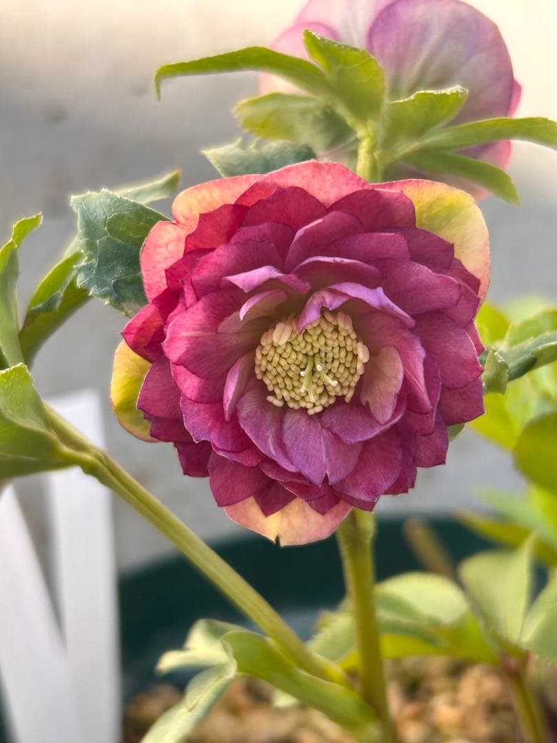 最終価格　小輪系　認定アンティークアフロディーテ