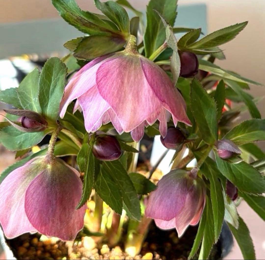 gomagoma2012様　リクエスト　おまとめ3点