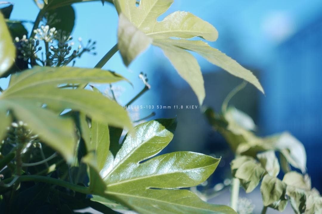 HELIOS-103 53mm F1.8 キエフ M42マウント改造レンズ