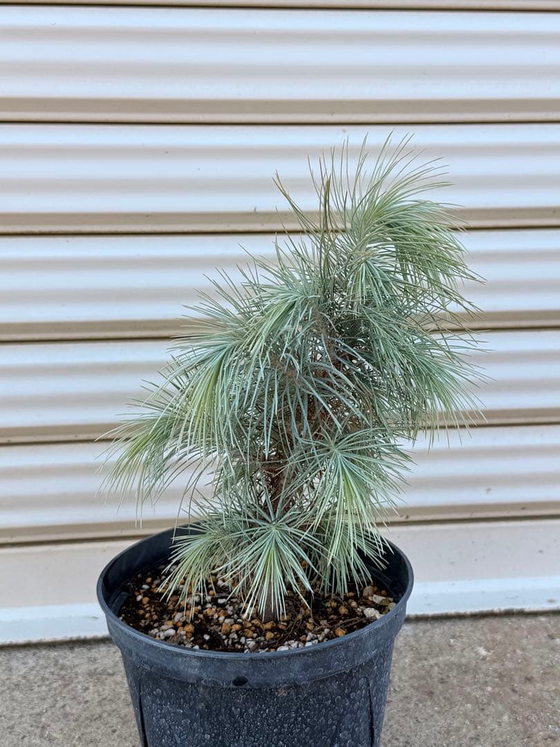 【希少・現品】マルチネス・ピニョン松 5号 ワイルド樹形