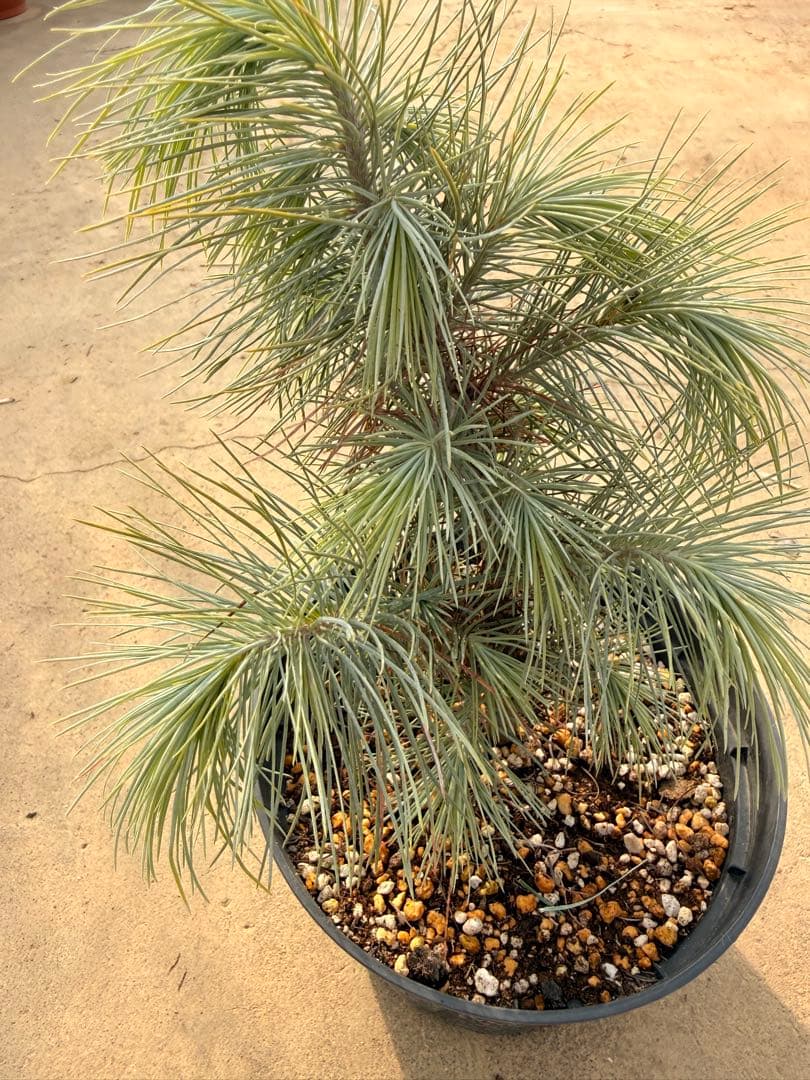 【希少・現品】マルチネス・ピニョン松 5号 ワイルド樹形