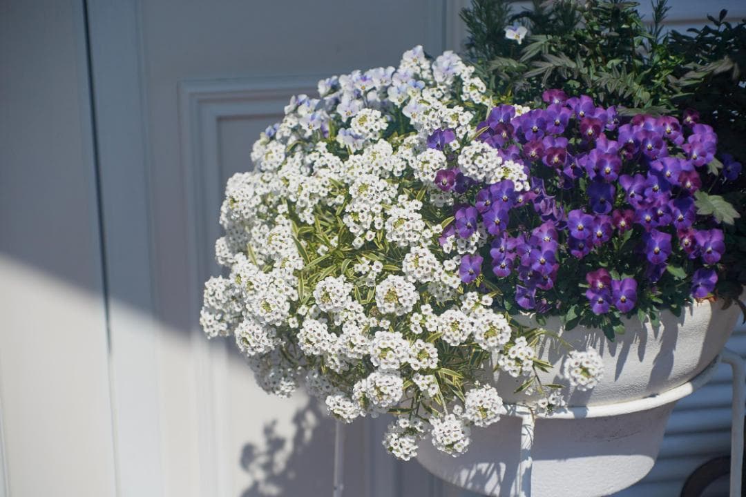 SMC PENTAX F1.4 /50mm KマウントL81