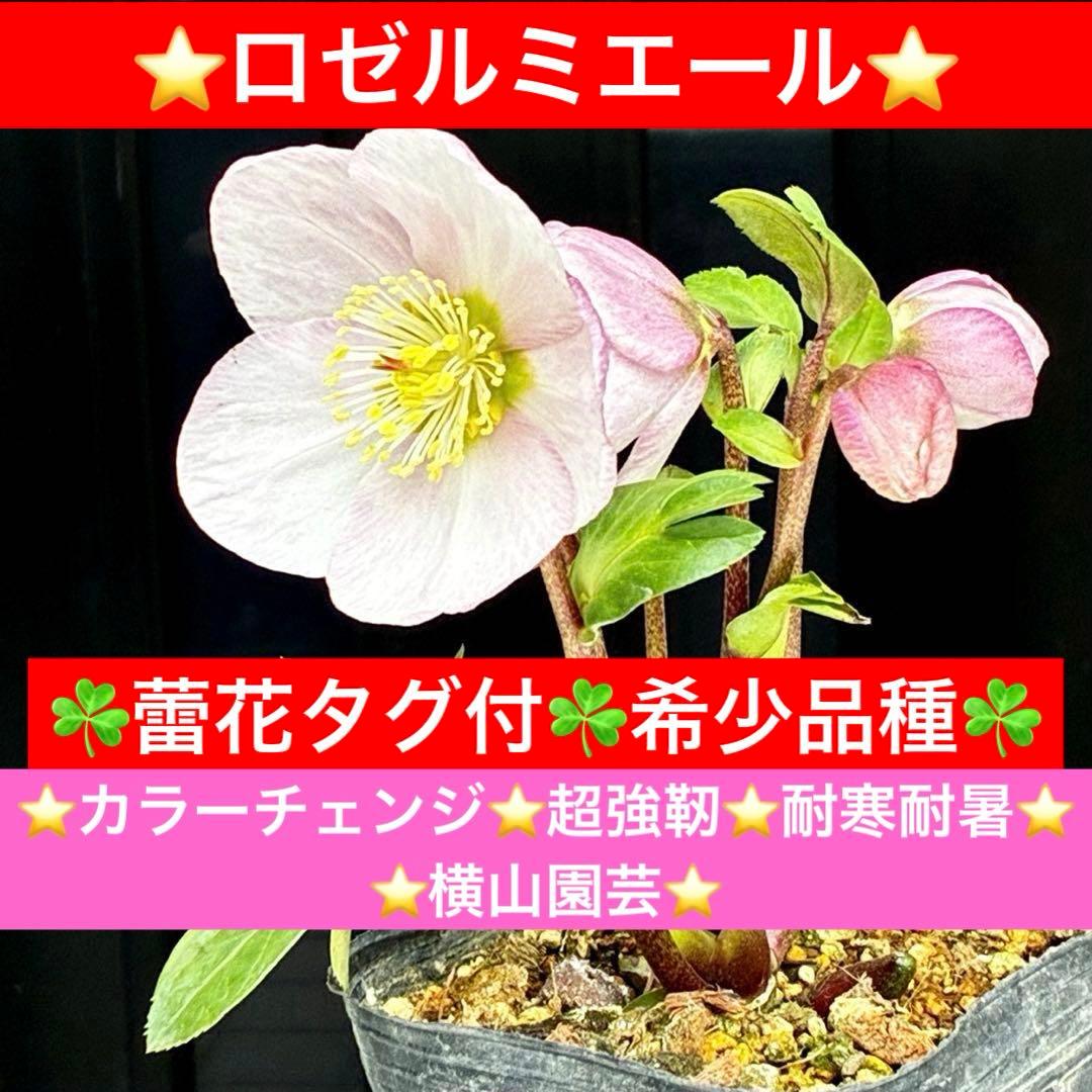 c*読様 3561☘️蕾花タグ付☘️希少品種☘️ロゼルミエール⭐️カラーチェンジ