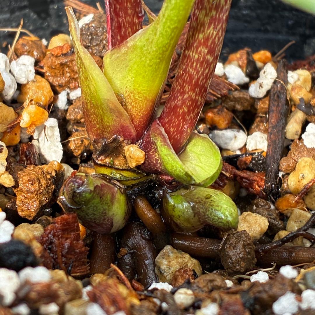 c*読様 3561☘️蕾花タグ付☘️希少品種☘️ロゼルミエール⭐️カラーチェンジ