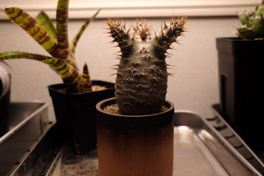 実生グラキリス　現在しっかり眠ってます