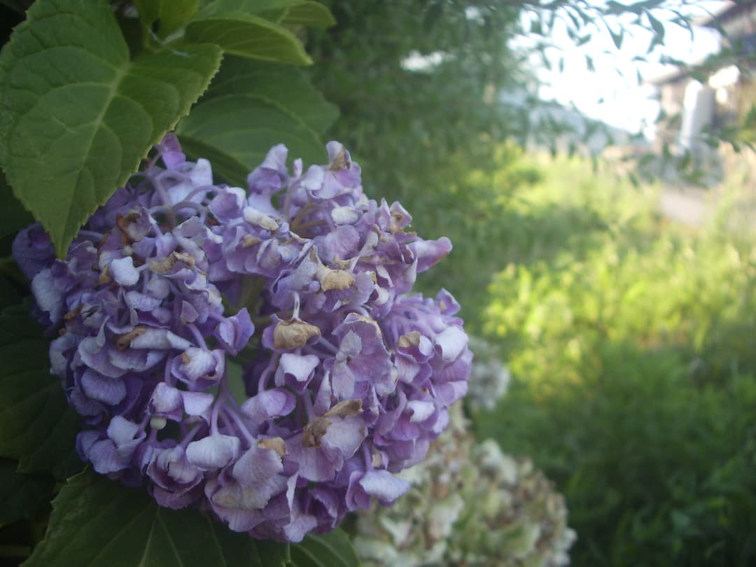 SDカード付/実写美⭕️美品【動作確認済】PENTAX OPTIO S60