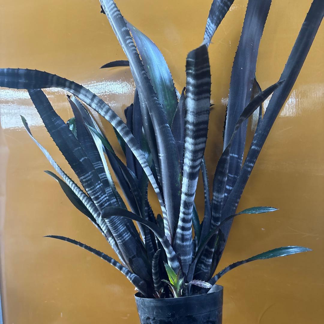 ビルベルギア　ダースベイダー① 特大株