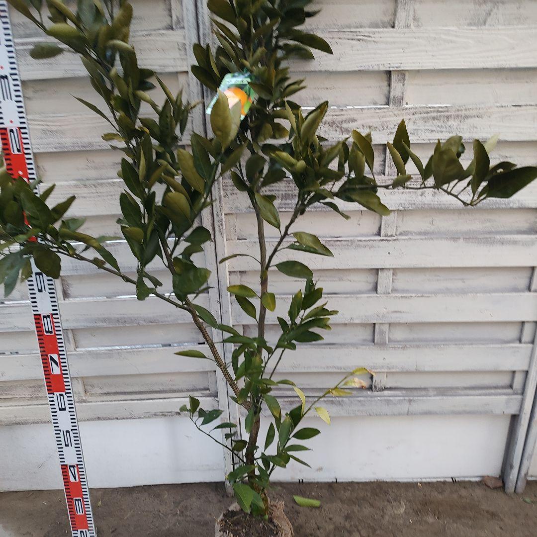 ドット ②田口早生みかん 3年生 苗木