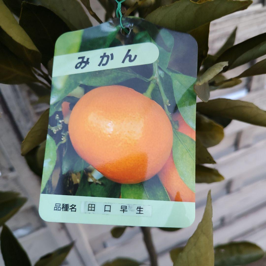 ドット ②田口早生みかん 3年生 苗木