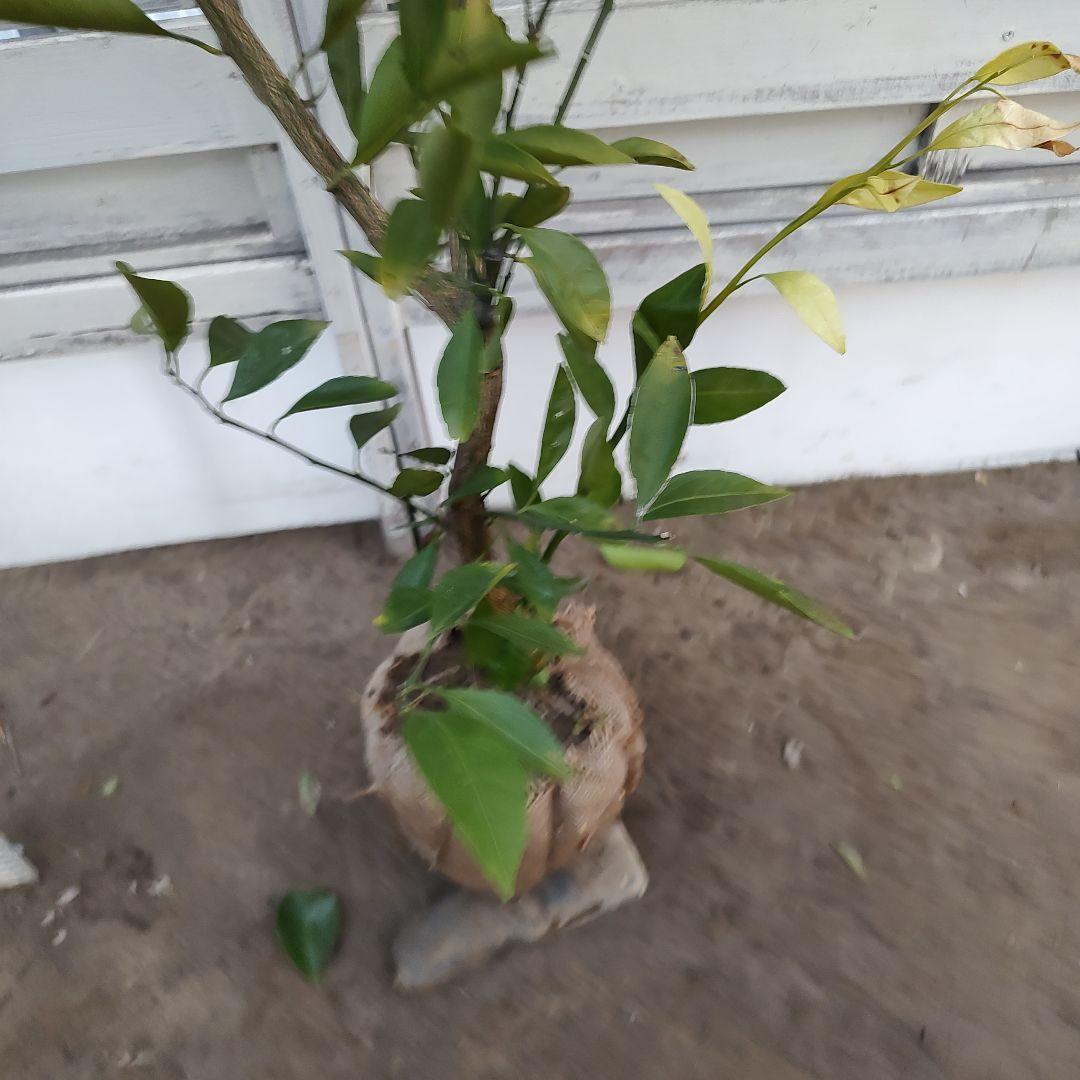 ドット ②田口早生みかん 3年生 苗木