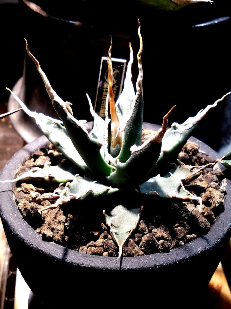 アガベ　ユタエンシス　エボリスピナ　実生　4年目　陽炎　選抜