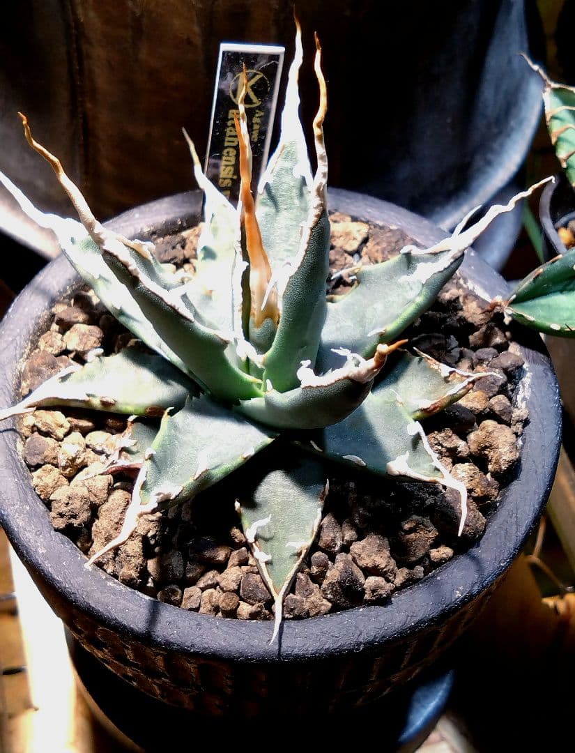 アガベ　ユタエンシス　エボリスピナ　実生　4年目　陽炎　選抜