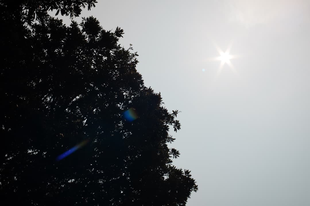 【整備済】Carl Zeiss Planar 50mm F1.4 MMJ 417