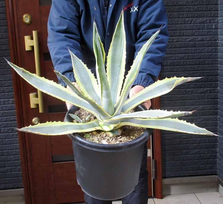 【現品】アガベ　アメリカーナ　斑入り　バリエガータ　（竜舌蘭）9号　A9番