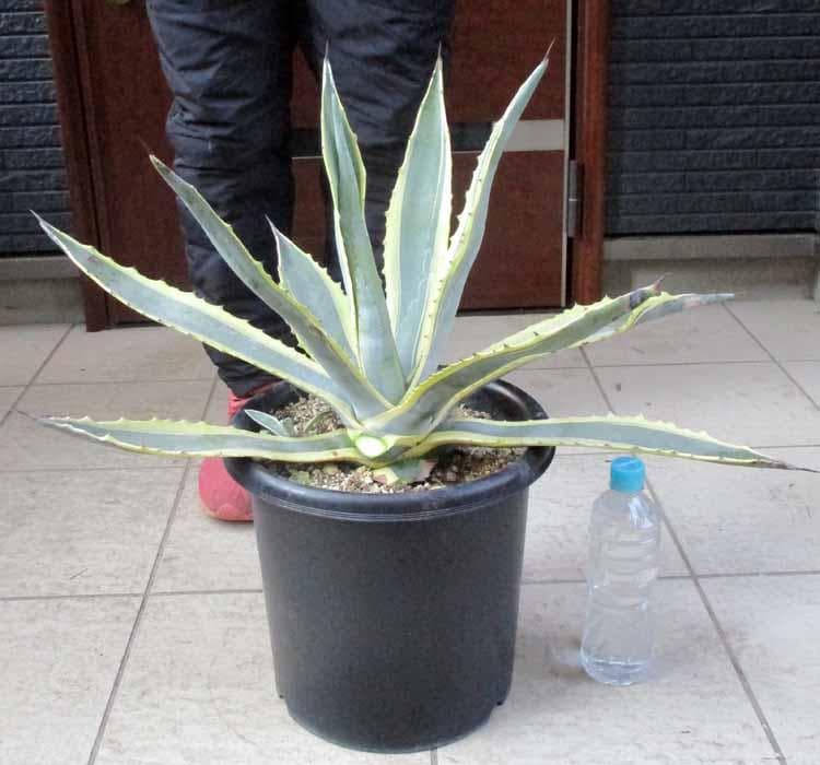 【現品】アガベ　アメリカーナ　斑入り　バリエガータ　（竜舌蘭）9号　A9番