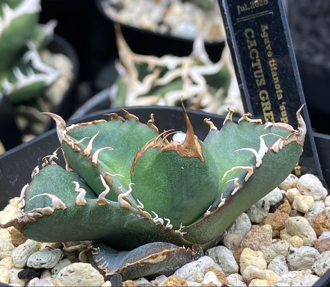 【とら】アガベ 正規スーパーチタノタCACTUS GREEN産　OC子株