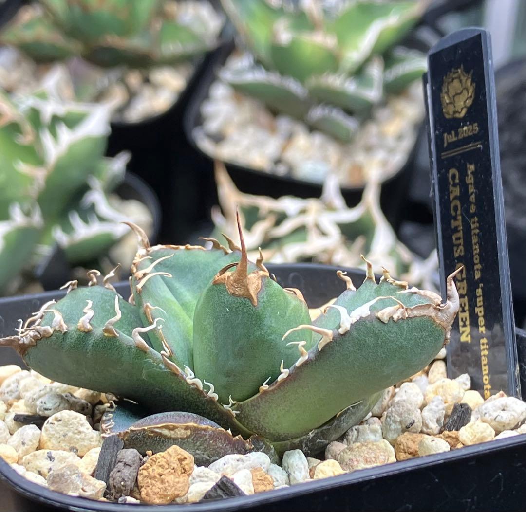 【とら】アガベ 正規スーパーチタノタCACTUS GREEN産　OC子株