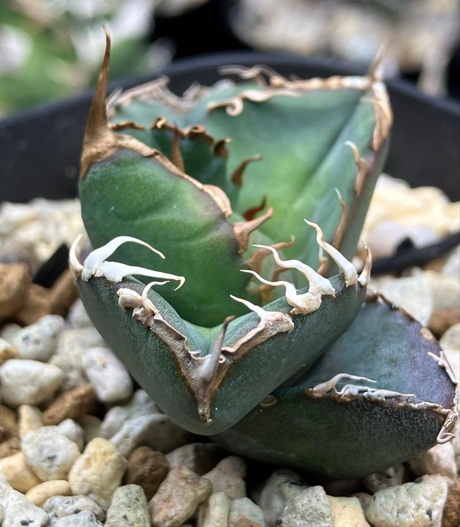 【とら】アガベ 正規スーパーチタノタCACTUS GREEN産　OC子株