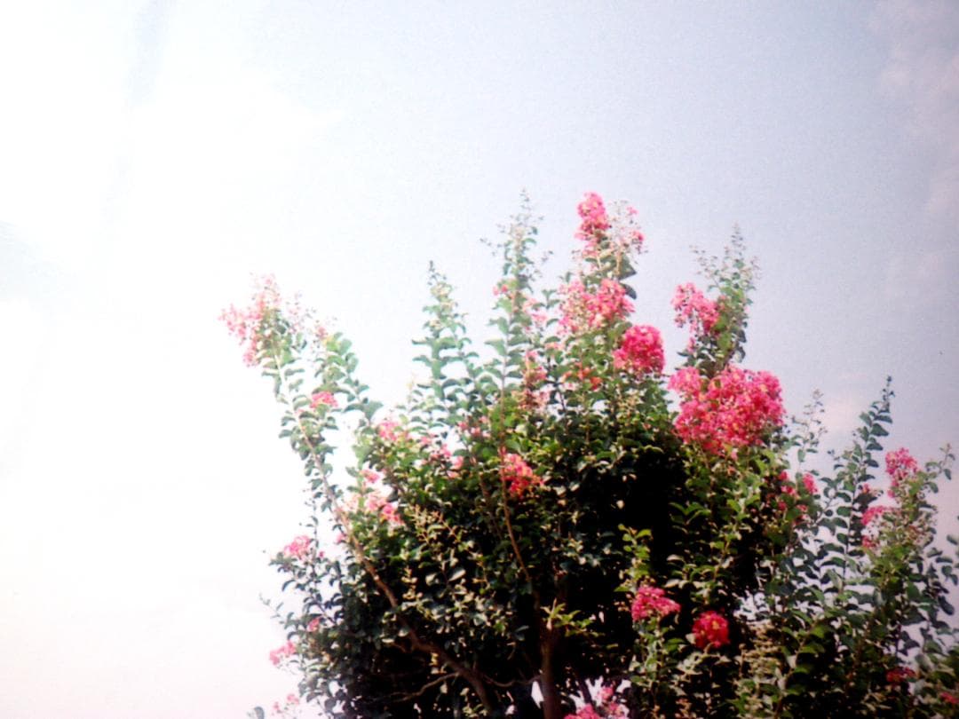 1950s Canon レンジファインダーレンズセット美品