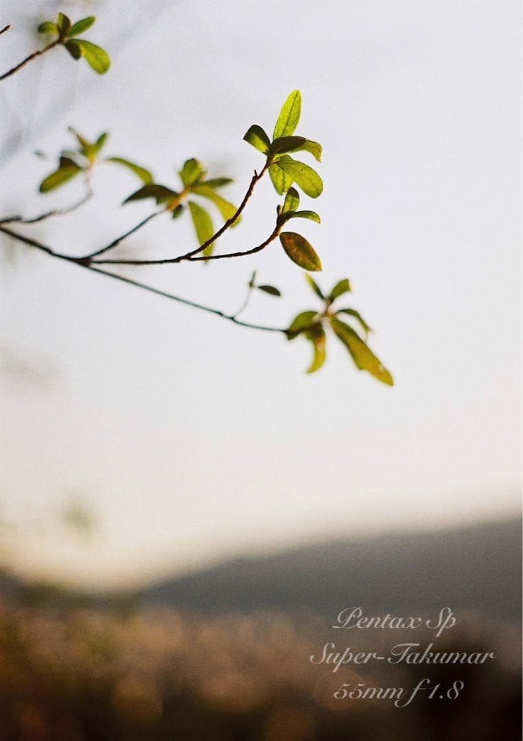 個性派ペンギンカラー★pentax sp +タクマー1.8★完動＊美品＊初期保証