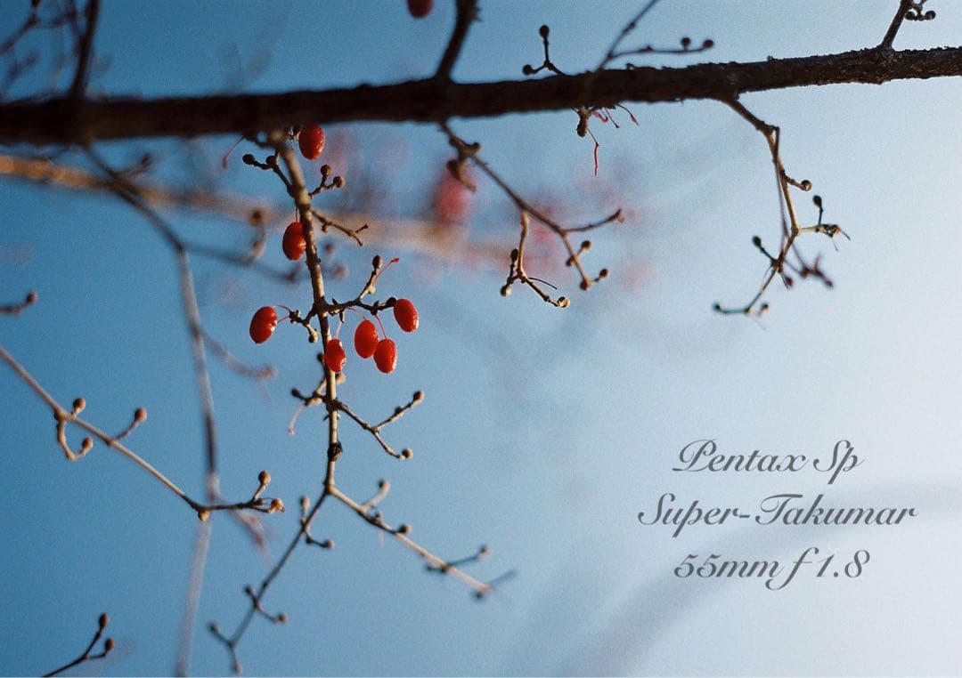 個性派ペンギンカラー★pentax sp +タクマー1.8★完動＊美品＊初期保証