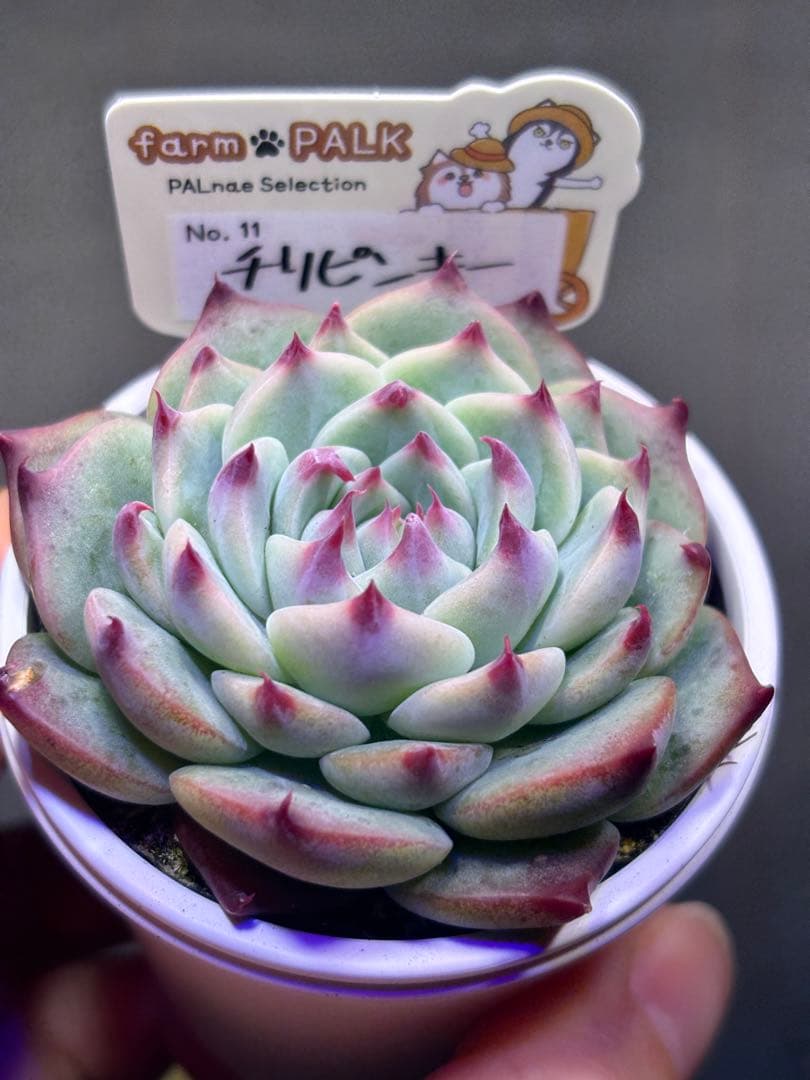 チリピンキー　茜小鶴　ファームパルク苗　札付きポットごと