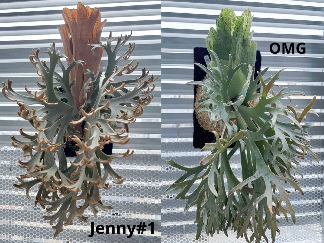 willinckii Jenny #1 & OMG胞子 セット　ビカクシダ