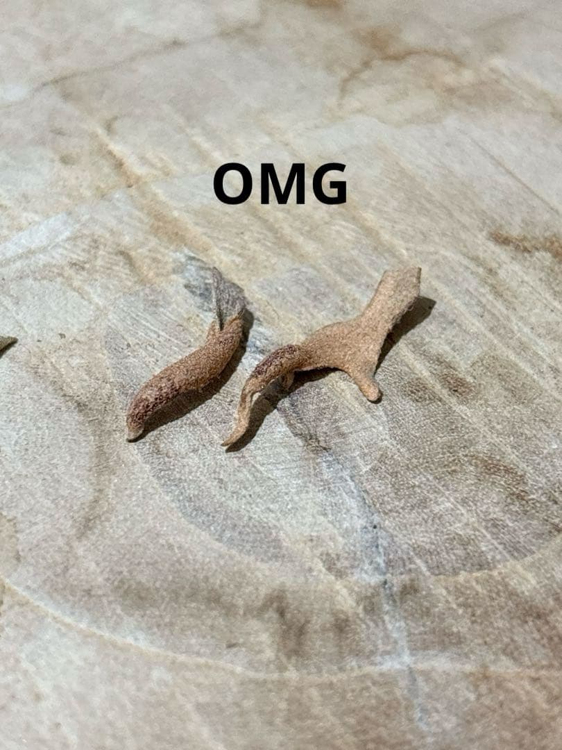 willinckii Jenny #1 & OMG胞子 セット　ビカクシダ