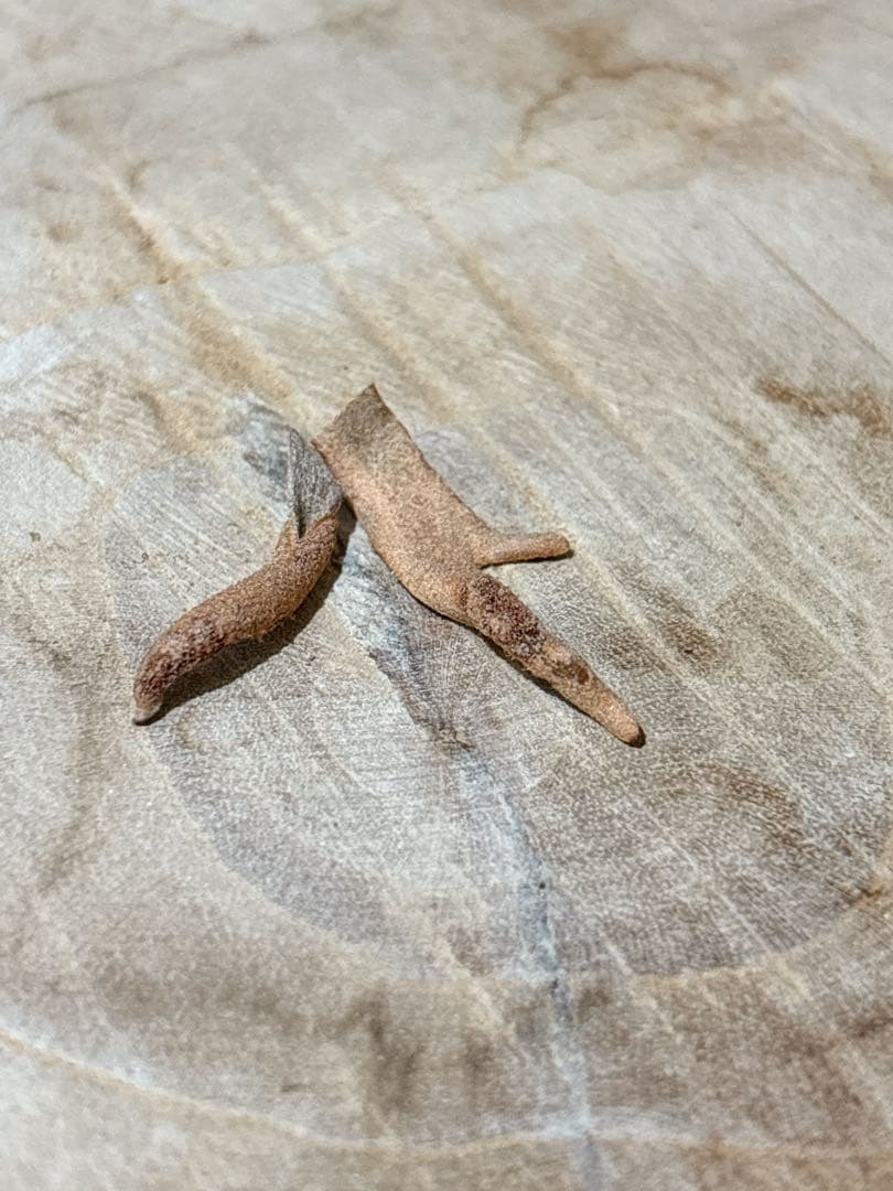 willinckii Jenny #1 & OMG胞子 セット　ビカクシダ