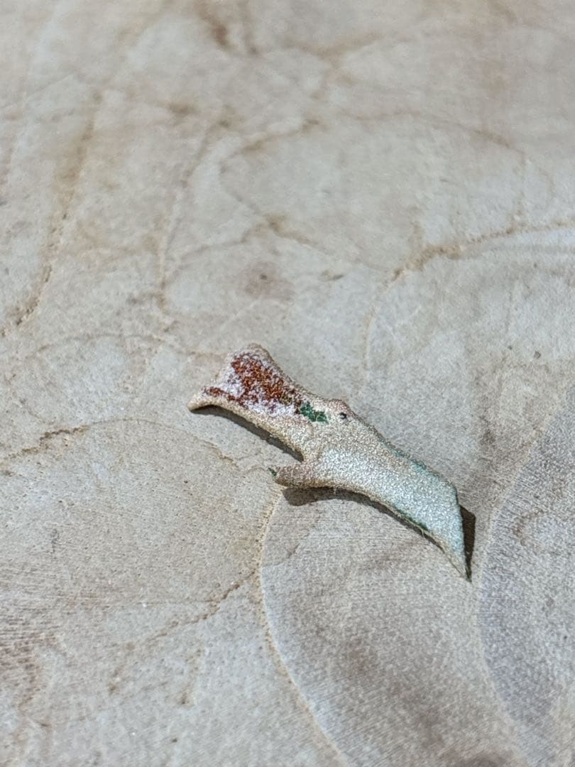 willinckii Jenny #1 & OMG胞子 セット　ビカクシダ