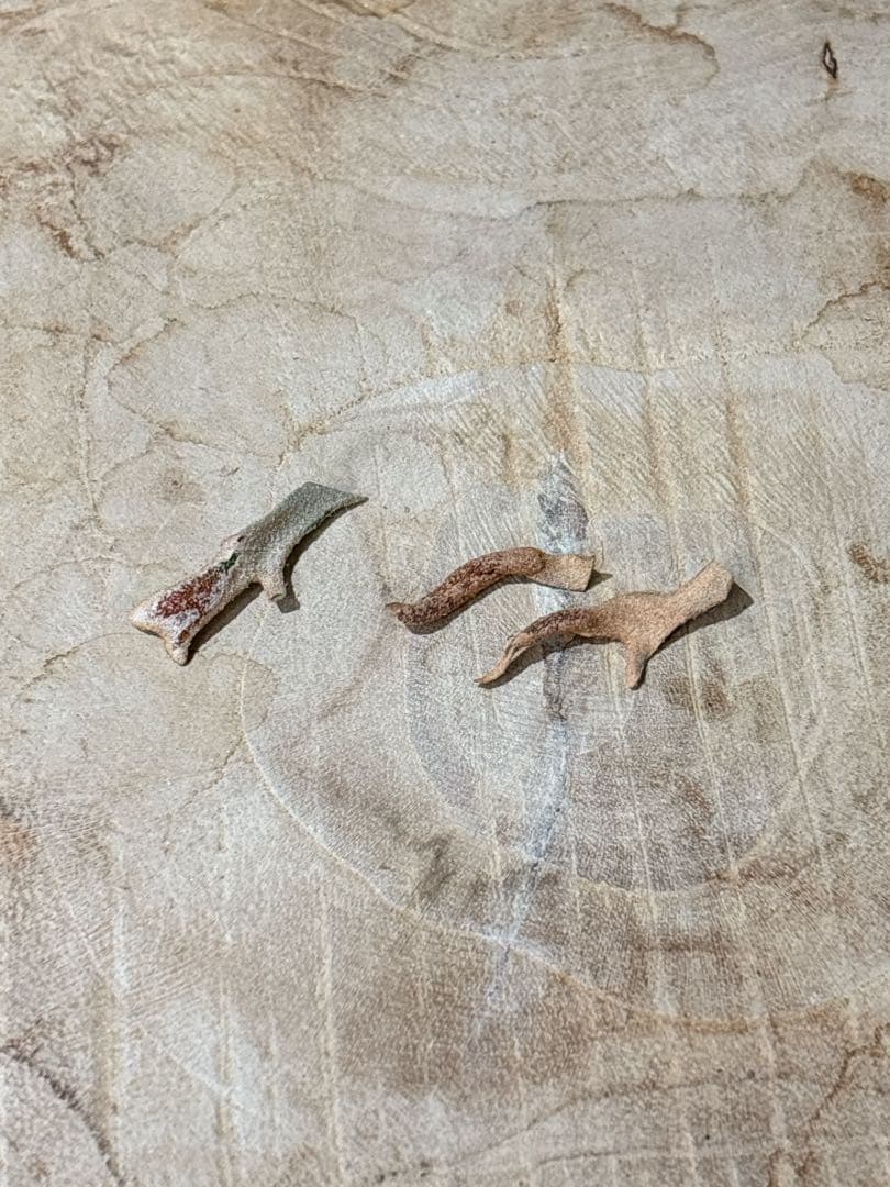 willinckii Jenny #1 & OMG胞子 セット　ビカクシダ