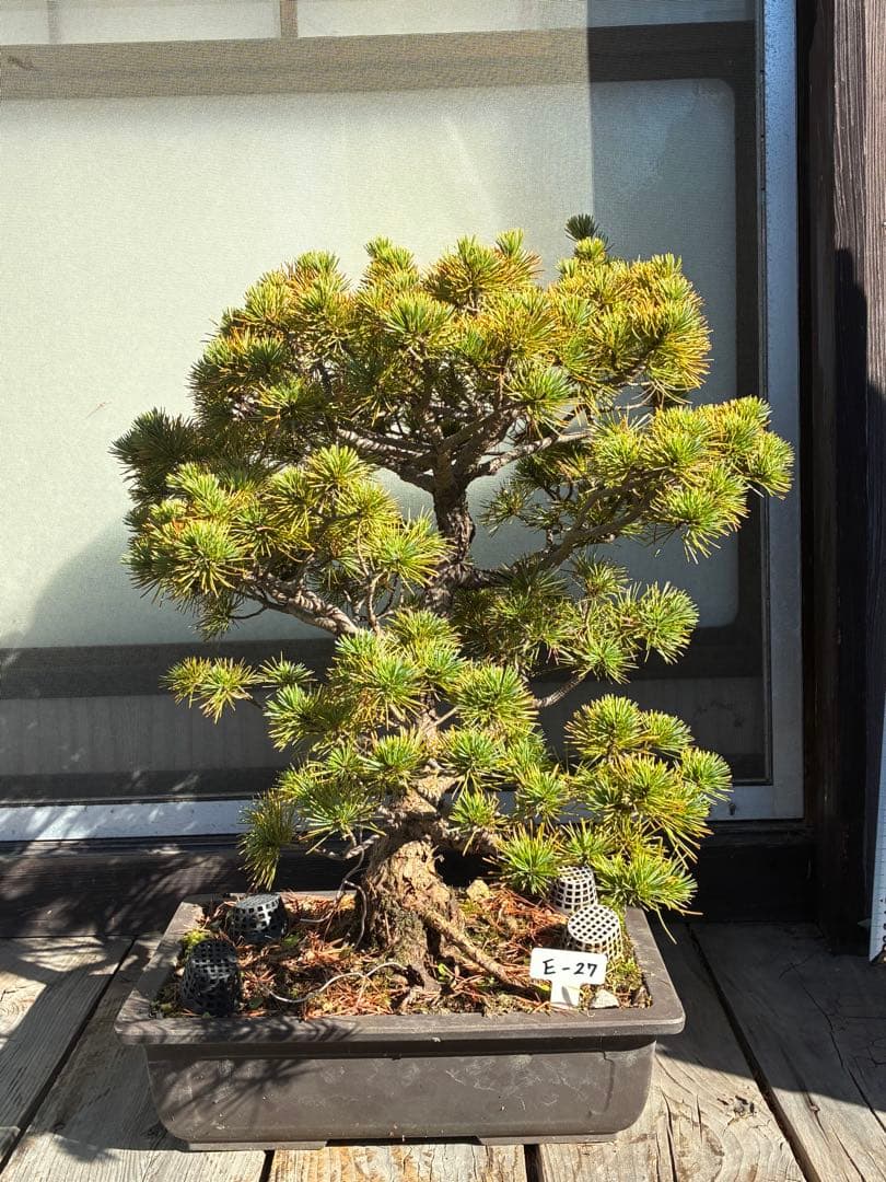 伊*一様 ★盆栽★ 赤石五葉松　E-27 樹齢70年以上　★愛媛県より発送★