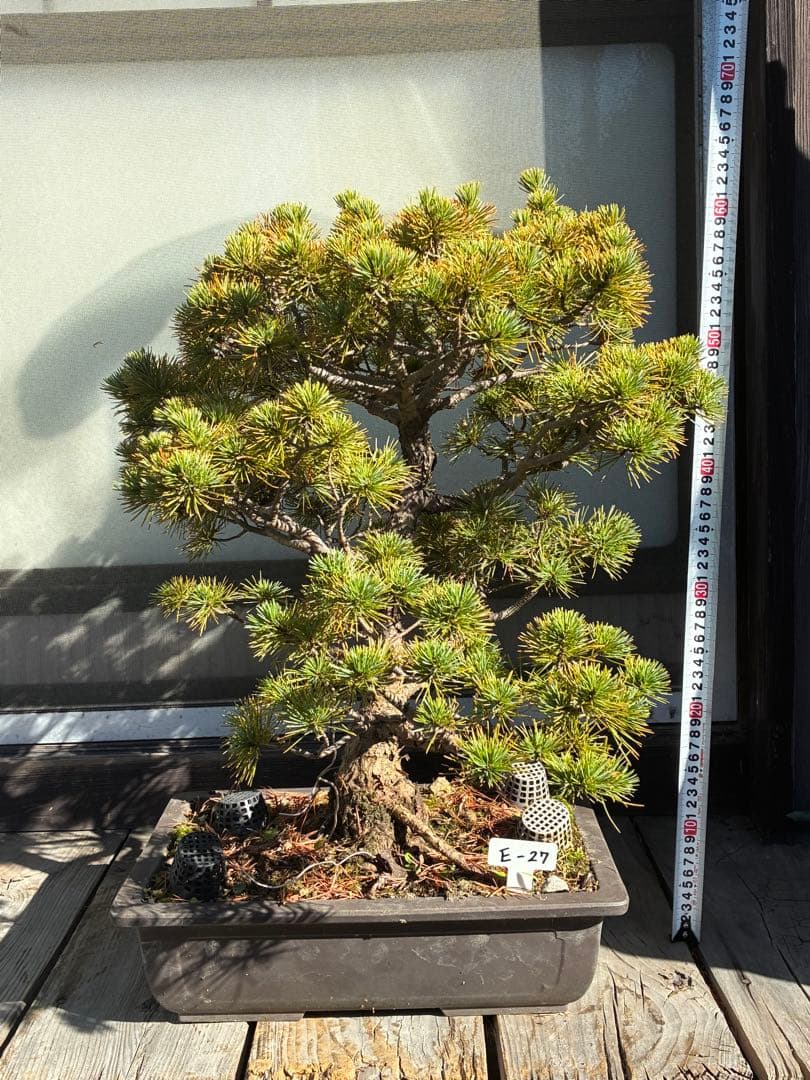 伊*一様 ★盆栽★ 赤石五葉松　E-27 樹齢70年以上　★愛媛県より発送★