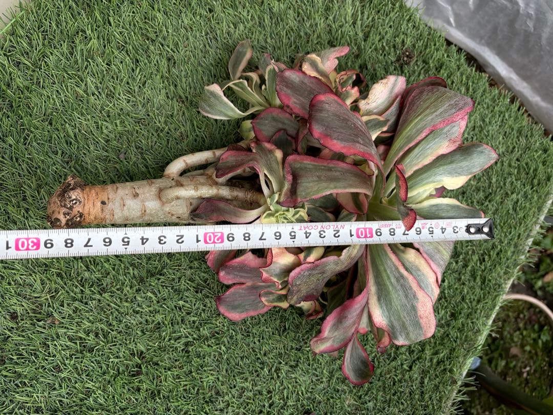 アエオニウム　魅影法師錦